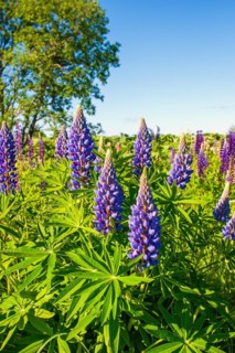 Purple colored Large-leaved lupine (Lupinus polyphyllus) in bloom on a meadow, a invasiv art in the