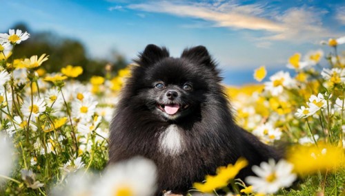 KI generated, animal, animals, mammal, mammals, one, single animal, dwarf spitz, Spitz, (Canis