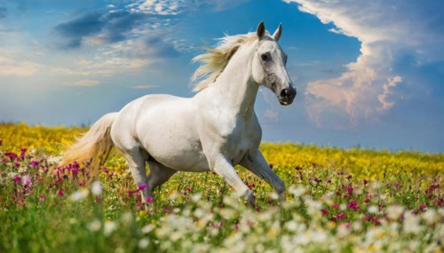 KI generated, A horse, horses, Arabian, in front of a blue sky, thoroughbred Arabian, AV, Arabian