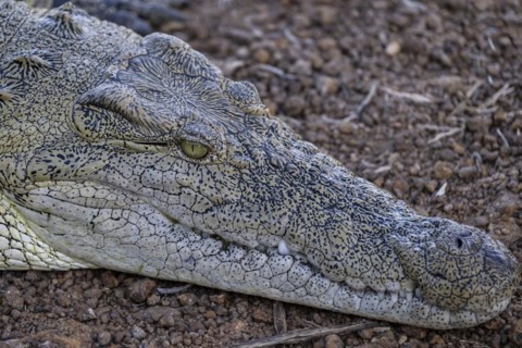 Nile crocodile (Crocodylus niloticus) Mziki Private Game Reserve, North West Province, South