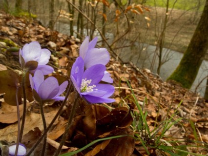 Liverwort on the banks of the Upper Danube, Hepatica nobilis, Amtenhauser Tal near Immendingen,