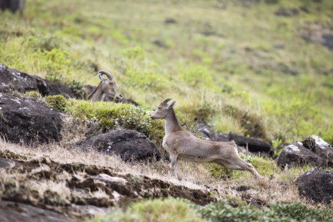 Nilgiri tahr (Nilgiritragus hylocrius, until 2005 Hemitragus hylocrius) or endemic goat species in
