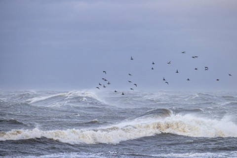 Greater scaup (Aythya marila), small flock in flight over turbulent sea, Laanemaa, Estonia, Europe