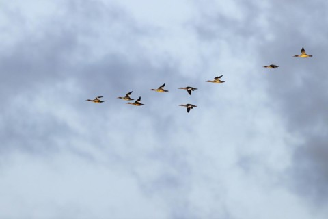 Red-breasted Merganser (Mergus serrator), small flock in flight, Laanemaa, Estonia, Europe