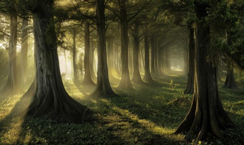 A cedar grove shrouded in mist, nature background AI generated
