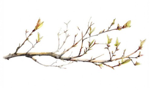 Tree sprout with coins growing from its buds, watercolor illustration on white background AI