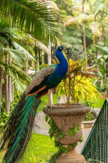 Detail of an Indian male peacock perched on an avocado in a public garden