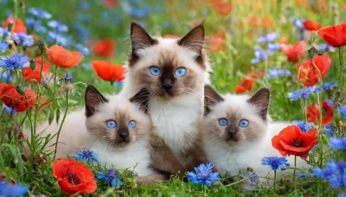 KI generated, animal, animals, mammal, mammals, cat, felidae (Felis catus), a cat and two kittens
