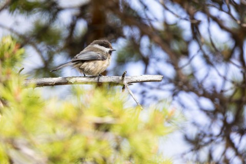 Grey-headed chickadee (Parus cinctus), Ovre Pasvik National Park, Sor-Varanger, Finnmark, Norway,