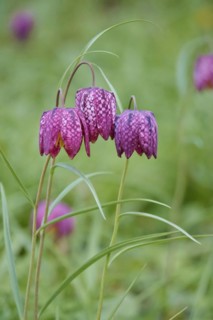 Charming chequerboard flower, spring, Germany, Europe