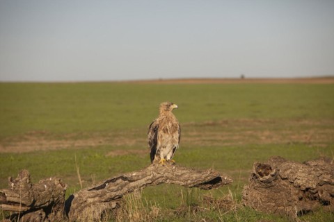 Juvenile Iberian Eagle, Spanish Imperial Eagle (Aquila adalberti) and european magpie (Pica pica),
