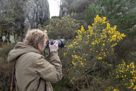 Woman photographing gorse, LLyn Idwal footpath, Snowdonia National Park near Pont Pen-y-benglog,