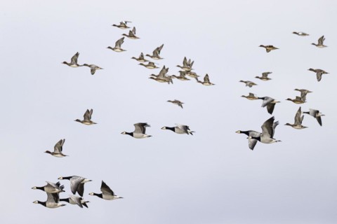 Barnacle goose (Branta leucopsis) and wigeon (Anas penelope), mixed flock in flight, Laanemaa,