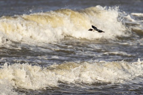 Common goldeneye (Bucephala clangula), adult female in flight in front of a turbulent lake,