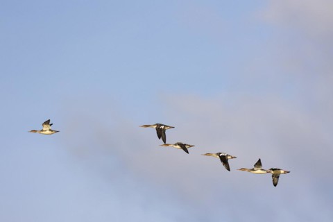 Red-breasted Merganser (Mergus serrator), small flock in flight, Laanemaa, Estonia, Europe