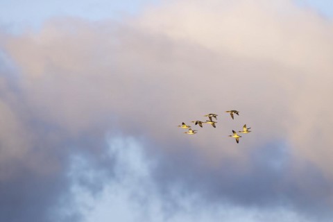 Red-breasted Merganser (Mergus serrator), small flock in flight, Laanemaa, Estonia, Europe