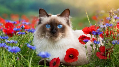 KI generated, animal, animals, mammal, mammals, cat, felidae (Felis catus), a cat lies in a meadow