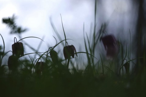 Charming chequerboard flower, spring, Germany, Europe