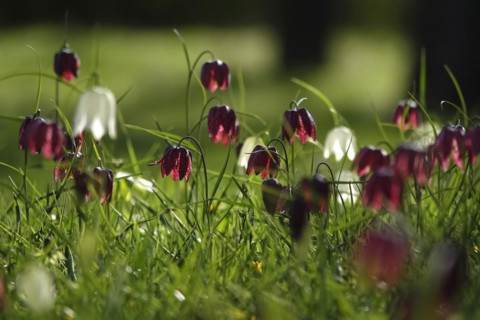 Enchanting chequerboard flowers, April, Germany, Europe