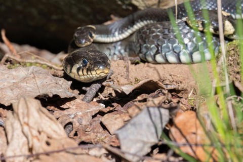 Grass snake (Natrix natrix) by a cliff in the spring sun