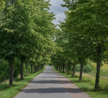 Flowering avenue of lime trees (Tilia platyphyllos), Rehna, Mecklenburg-Vorpommern, Germany, Europe