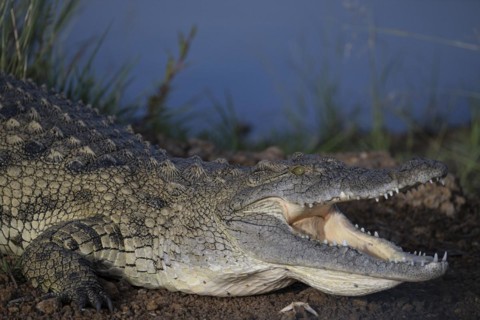 Nile crocodile (Crocodylus niloticus) Mziki Private Game Reserve, North West Province, South