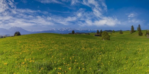 Common dandelion (Taraxacum sect. Ruderalia) in spring, meadow near Rieden am Forggensee,