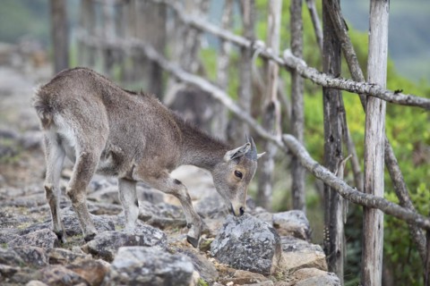 Nilgiri tahr (Nilgiritragus hylocrius, until 2005 Hemitragus hylocrius) or endemic goat species in