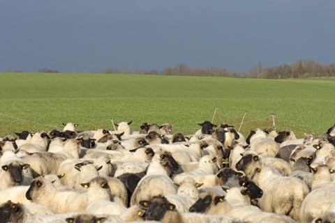 Black-headed domestic sheep (Ovis gmelini aries) waiting in the pen for the new pasture,