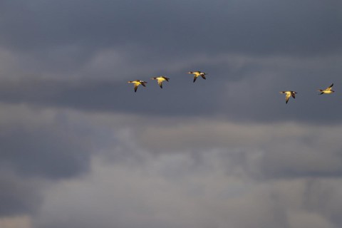 Red-breasted Merganser (Mergus serrator), small flock in flight in front of dark clouds, Laanemaa,
