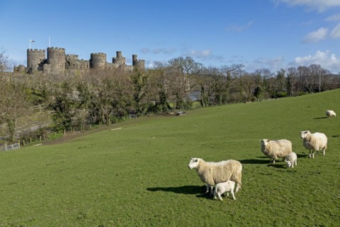 Sheep, lambs, castle, Conwy, Wales, Great Britain