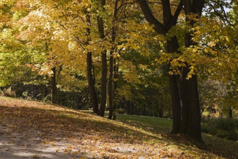 Silhouetted yellow Acer, Maple trees and fallen leaves on ground in sloped residential backyard in