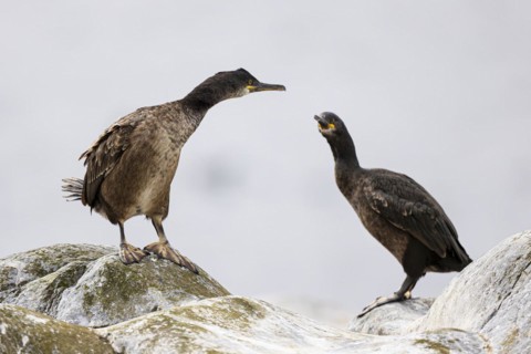 Common shag (Phalacrocorax aristotelis), two juvenile birds looking at each other, Hornoya Island,