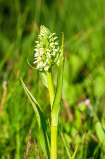 Yellow early marsh-orchid (Dactylorhiza incarnata subsp. ochroleuca) in bloom on a wet meadow