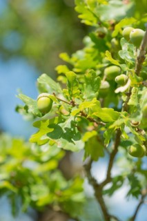Detailed photograph of green acorns, unripe fruits of the English oak (Quercus pedunculata) or