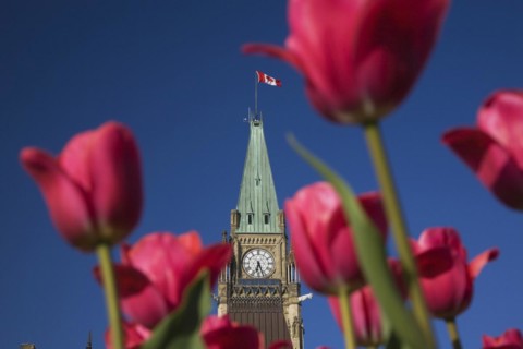 Close-up of Peace Tower with clock face through red Tulipa, Tulips in spring, Parliament Hill,