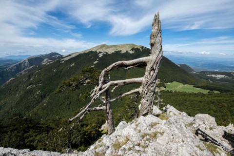 Pollino national park, Pinus heldreichii, italy