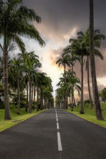 The famous palm avenue l'Allee Dumanoir. Landscape shot from the centre of the street into the