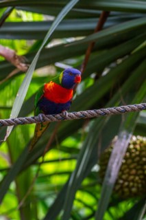 Portrait of a loris, parrot. Beautiful shot of the animals in the forest on Guadeloupe, Caribbean,