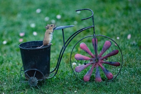 Wood mouse on pot of bicycle standing in green grass looking up right