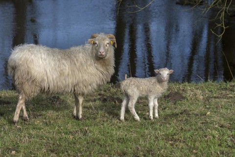 Horned moorland cuckoo (Ovis aries) with its lamb grazing on a pond, Mecklenburg-Western Pomerania,