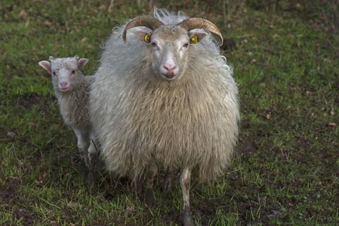 Horned moorland sheep (Ovis aries) with their lamb on the pasture, Mecklenburg-Western Pomerania,