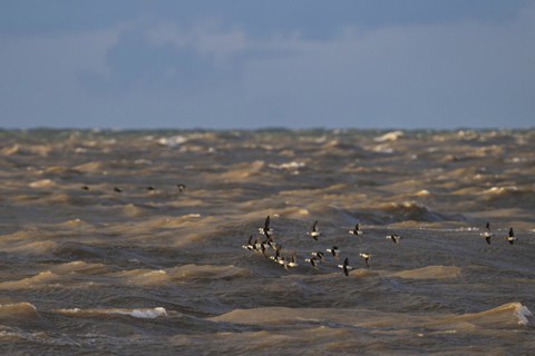 Long-tailed duck (Clangula hyemalis), small flock in flight over turbulent sea, Laanemaa, Estonia,