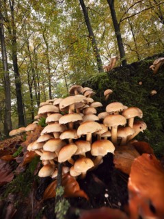 Group of green-leaved sulphur-head (Hypholoma fasciculare) growing on a tree trunk, North