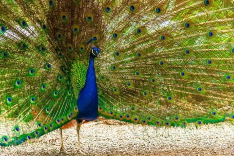 Detail of a male Indian peacock open because he is in heat looking for females
