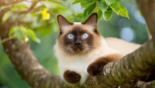AI generated, animal, animals, mammal, mammals, cat, felidae (Felis catus), a cat resting on a tree