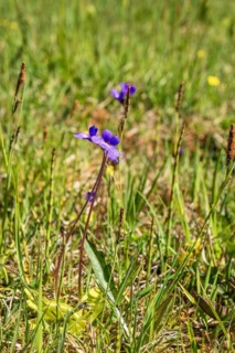 Butterwort (Pinguicula vulgaris) in bloom it's an insectivorous plant on a wet meadow