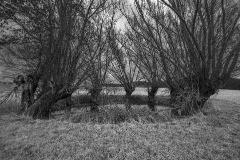 Dramatic, spooky, Soll overgrown with willows (Salix), Mecklenburg-Vorpommern, Germany, Europe
