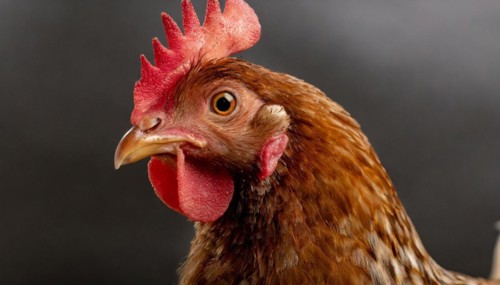 Agriculture, Animals, Chickens, Portrait of a hen, AI generated, AI generated