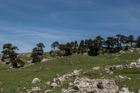 Pollino national park, Pinus heldreichii, italy